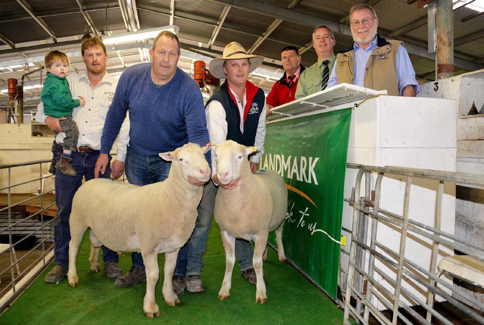 Woolumbool 2016 Ram Sale