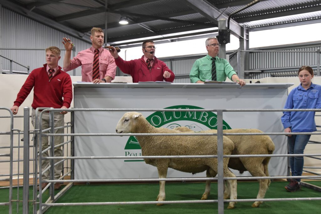 2021 Woolumbool Ram Sale