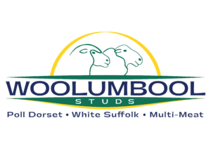 Woolumbool Studs - Poll Dorset | White Suffolk | Multi-Meat