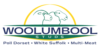 Woolumbool Studs - Poll Dorset | White Suffolk | Multi-Meat