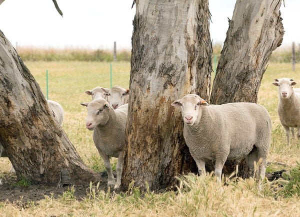 Woolumbool Poll Dorsets