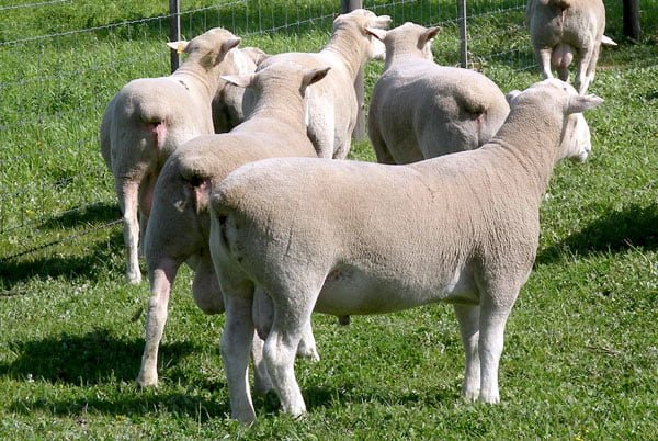 Leading genetics to feature in Woolumbool sale