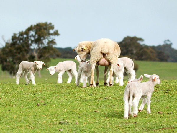 Woolumbool White Suffolks