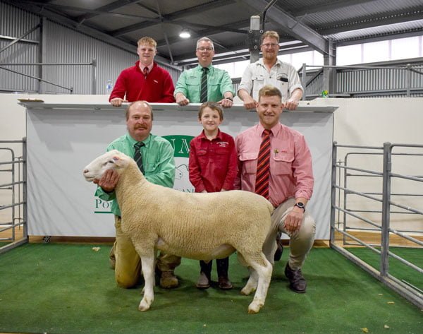 Woolumbool White Suffolks