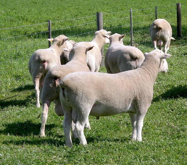 Leading genetics to feature in Woolumbool sale